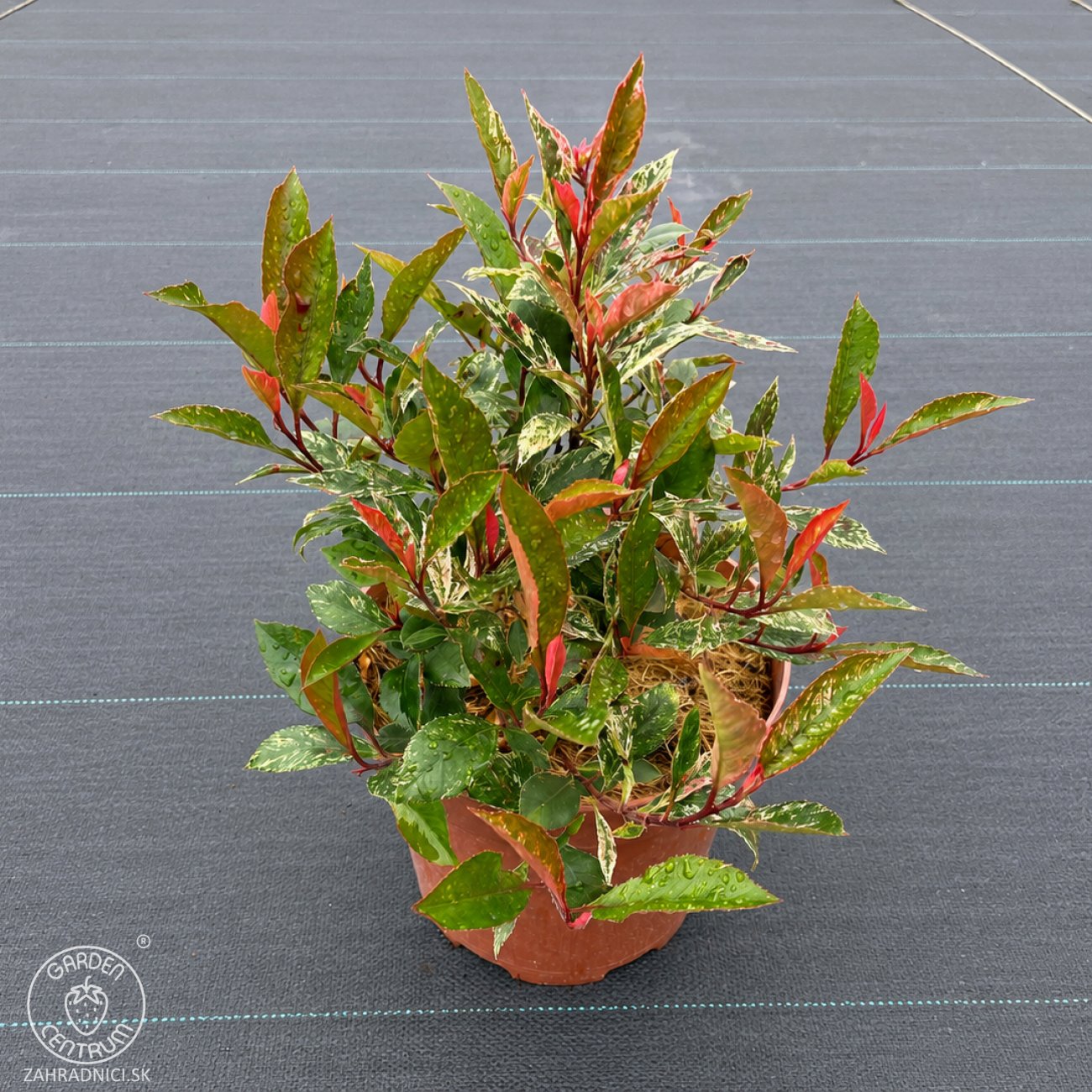 Obrázok Nandina domáca (Nandina domestica) ´FIRE POWER´ - výška 40-50 cm, kont. P13